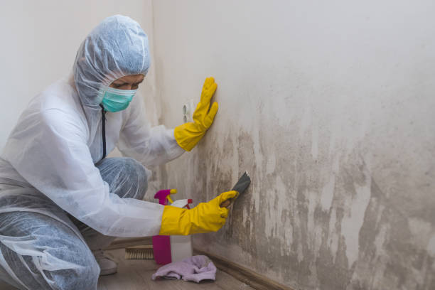 Best Mold Removal for HVAC Installations  in Holloman Af, NM