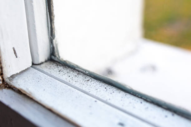 Best Mold Remediation for Rental Properties  in Holloman Af, NM