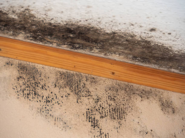 Best Basement Mold Removal  in Holloman Af, NM